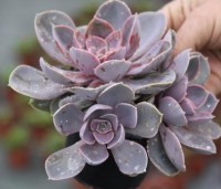 /album/exterior/echeveria-perlo-von-nuremberg-jpg/